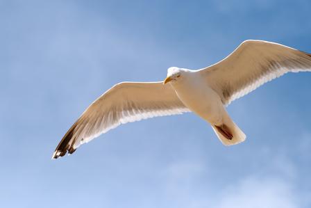 Sea Gull